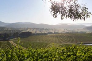 De Bortoli Dixons Creek vineyard