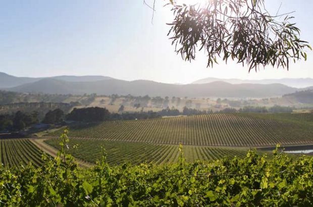 De Bortoli Dixons Creek vineyard