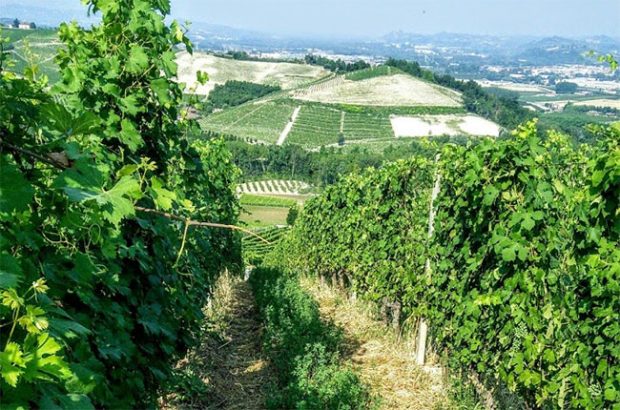 Gaja Barbaresco crus