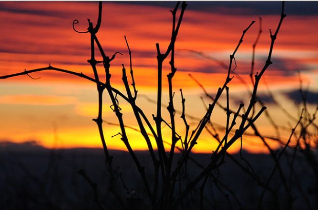 Châteauneuf-du-pape producers