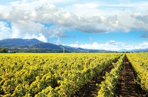 California vineyards