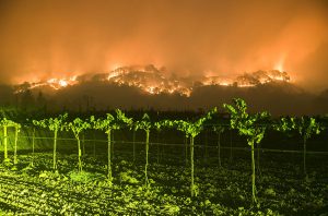 california fire in vineyards