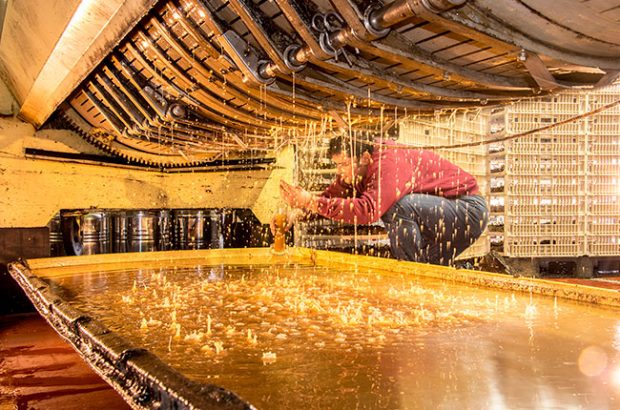 vin santo, la vialla