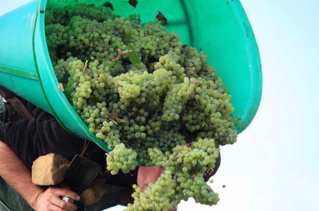 loire 2017 harvest