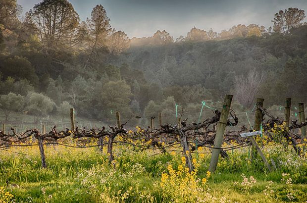 sustainable california