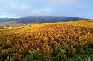 beaujolais 2017, brouilly