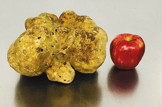 giant truffle, sotheby's