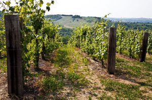 Barbera vines.