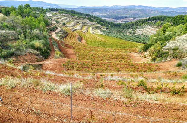 montsant wines, vineyard