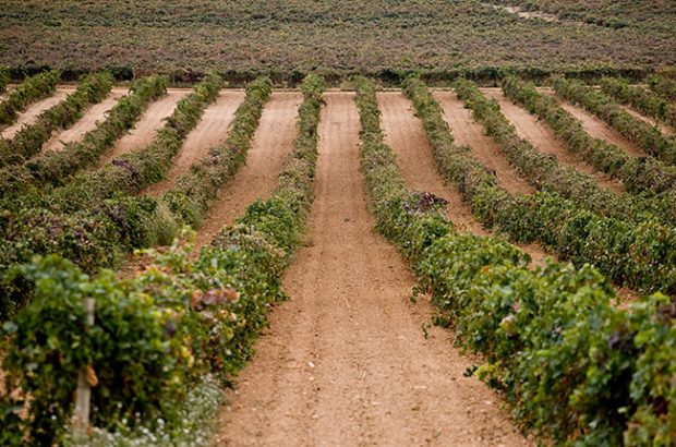 Spanish wine regions to discover