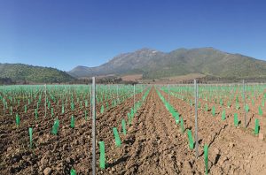 Santa Rita Chile: New plantings alluvial vineyard terraces