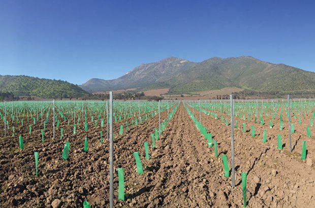 Santa Rita Chile: New plantings alluvial vineyard terraces