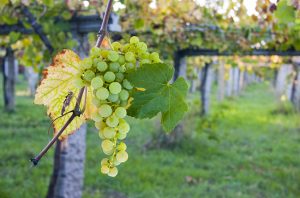 Spanish grapes Albarino