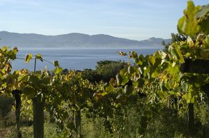 Spanish wine regions visit