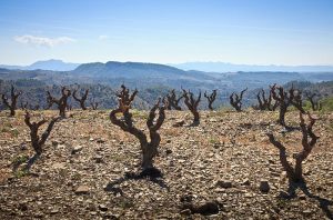 Priorat, gratallops