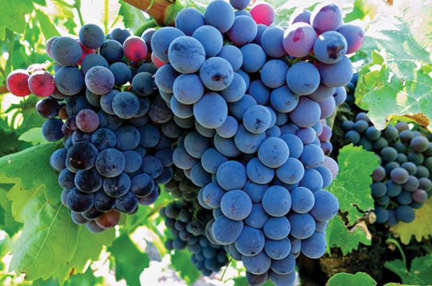 The Grenache grape