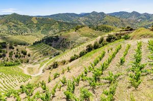 priorat vineyards