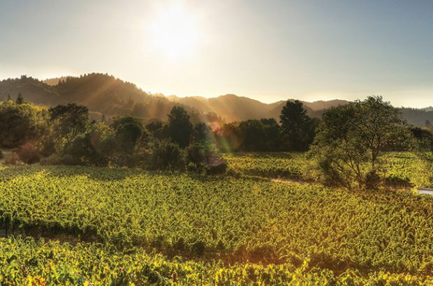 Zinfandel