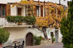 The centenary vine of Magrè