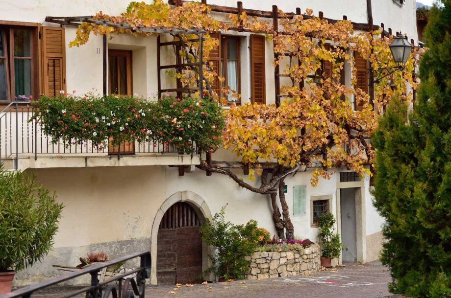 The centenary vine of Magrè