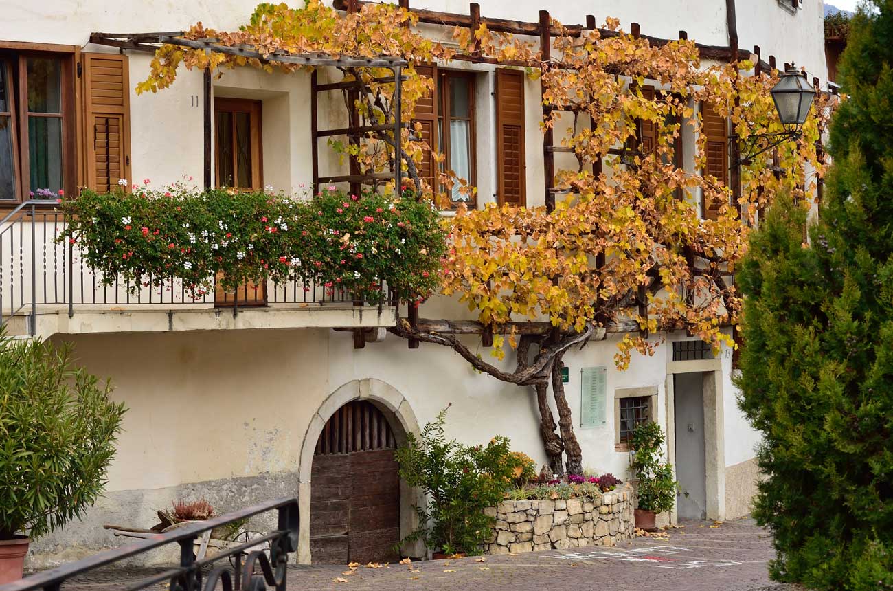 From Tibet to Italy: The fascinating stories of the world’s oldest vines