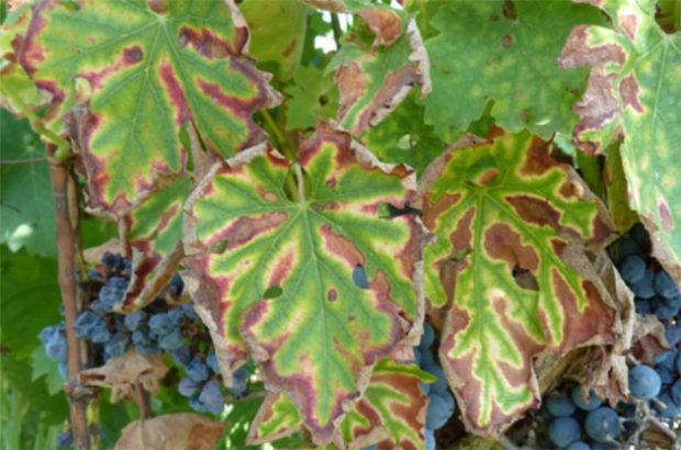 grapevine trunk disease