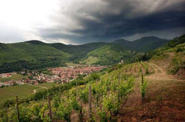 Alsace Grand Cru Terroir