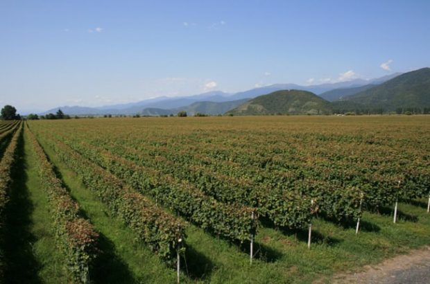 georgian wine, kakheti