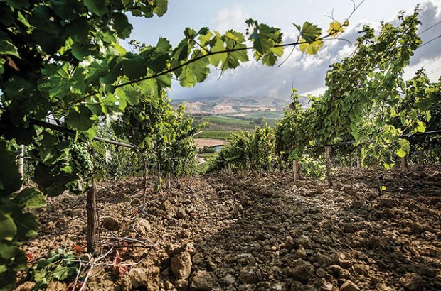 Regaleali vineyard