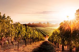 wine country movie napa