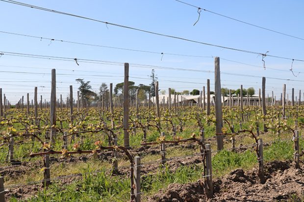 Bordeaux 2017 weather