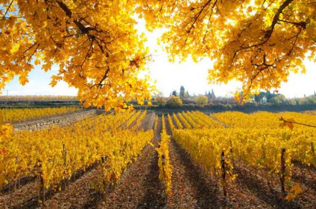 Chianti Classico 2017 Preview