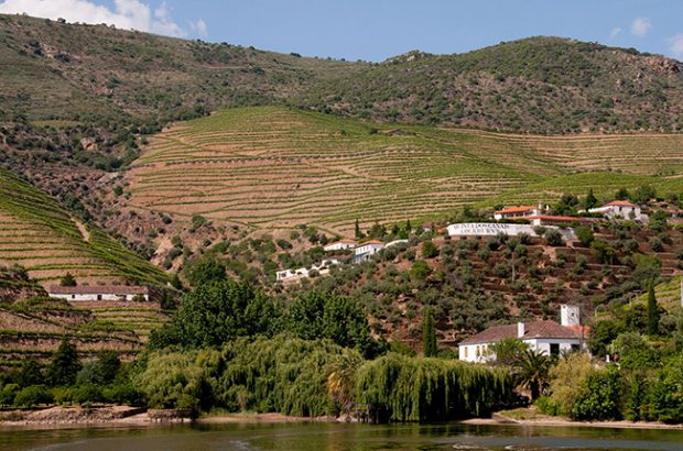 Symington 2016 vintage declared