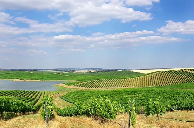 Portuguese white wines