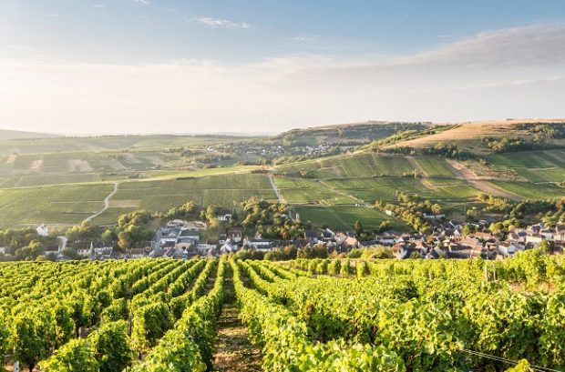 Sancerre, Spring wines