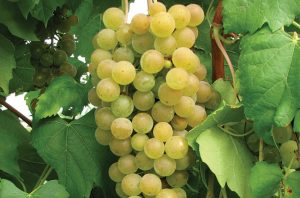 Aromella grapes, New grape varieties