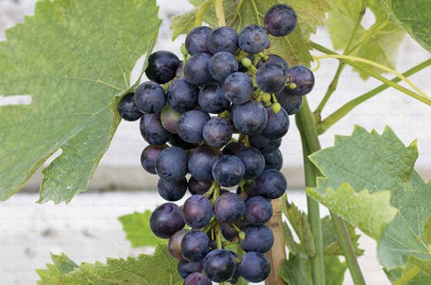Divico grapes