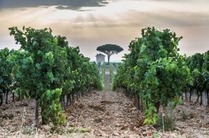 Vines in the 'delta' of Costières de Nîmes.