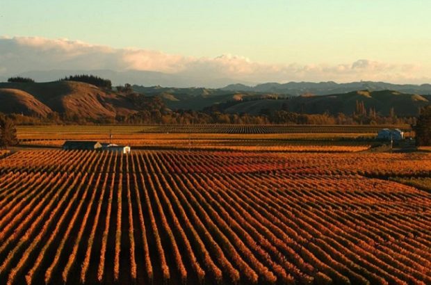 gimblett gravels wine