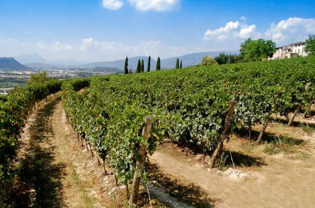 Tommasi Amarone Classico