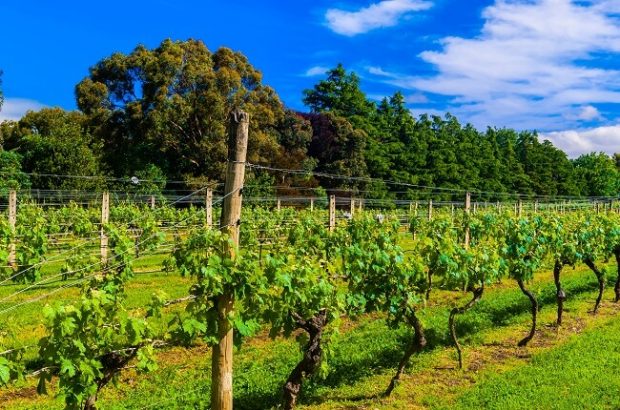 ata rangi winery, new zealand 2016