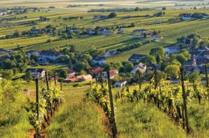 Blaufränkisch vineyards