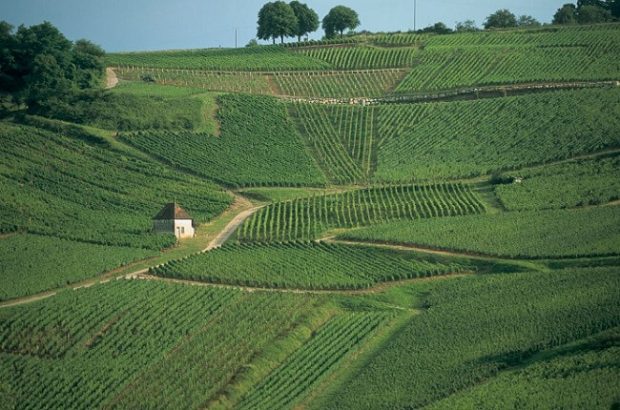 jura wine, chateau chalon