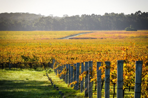 Vasse Felix buys Watershed