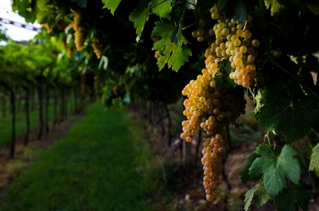 lugana wine grapes