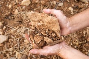 vineyard soils