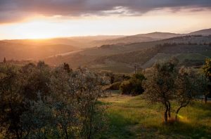 Best Italian Vineyards