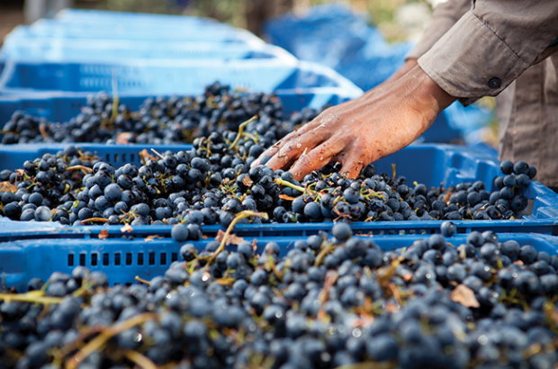 Signature South America grapes
