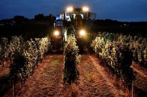 Bordeaux 2018 harvest