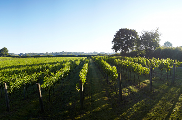 Chapel Down largest vineyard